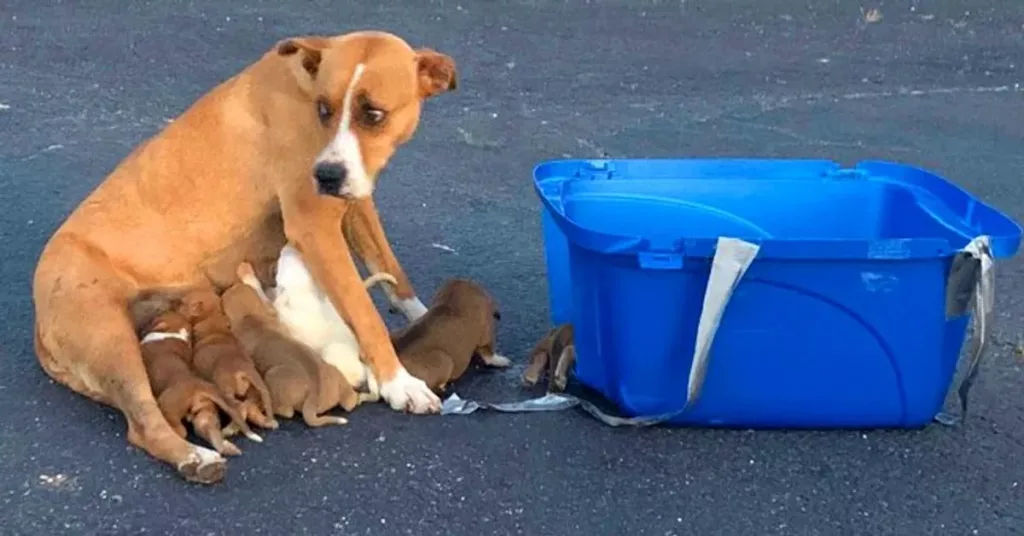 Tear-Jerking Story: A Mom Dog and Her Vulnerable Puppies Dumped Onto Streets