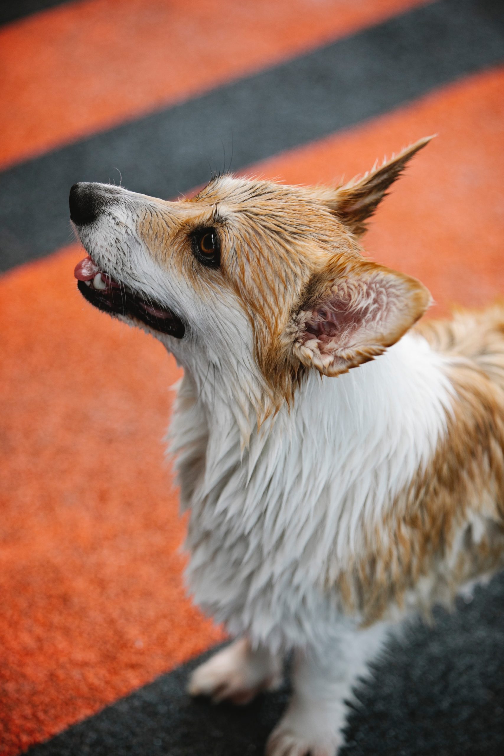 Terrible Owners leave Corgi tied to a tree during Storm; TikToker comes to the Rescue