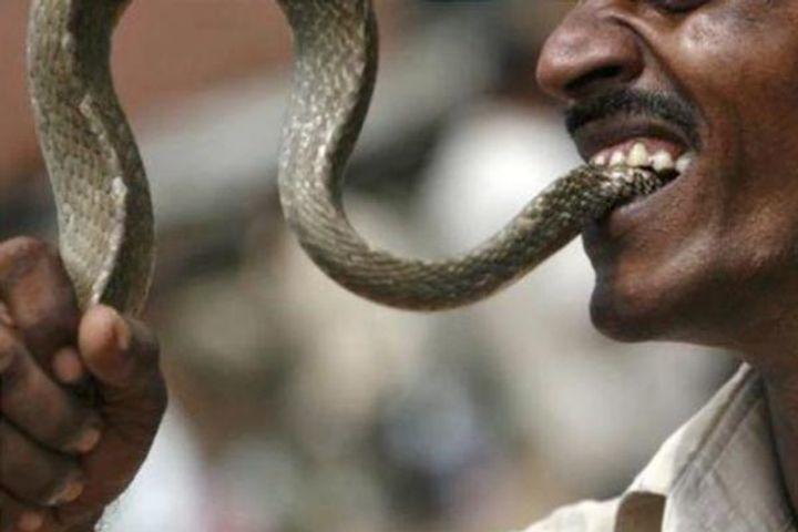 Bizzare Indian Man Bites Snakes Back As a Revenge!