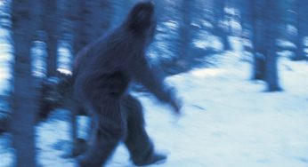 New sighting of Bigfoot And what do the experts think?