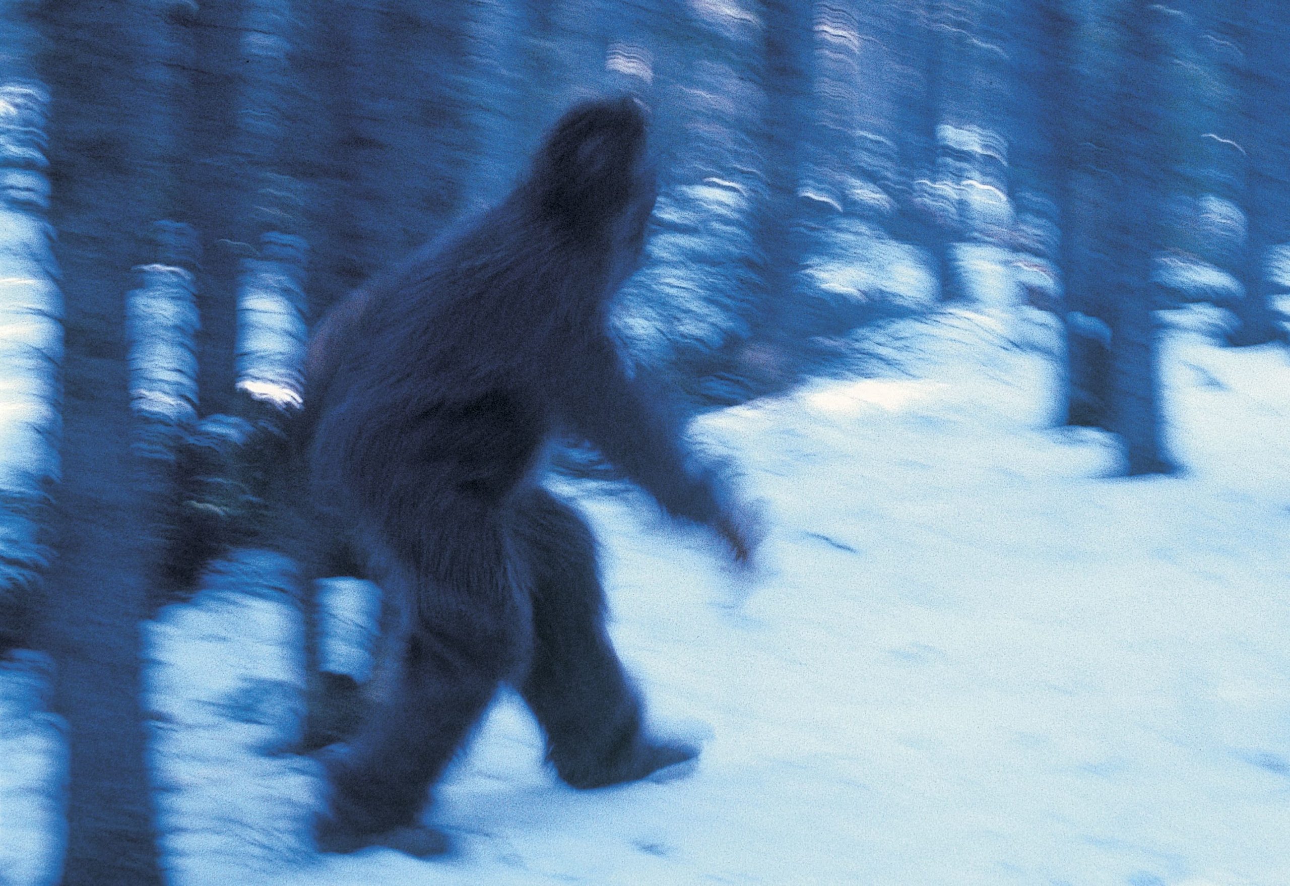 New sighting of Bigfoot And what do the experts think?
