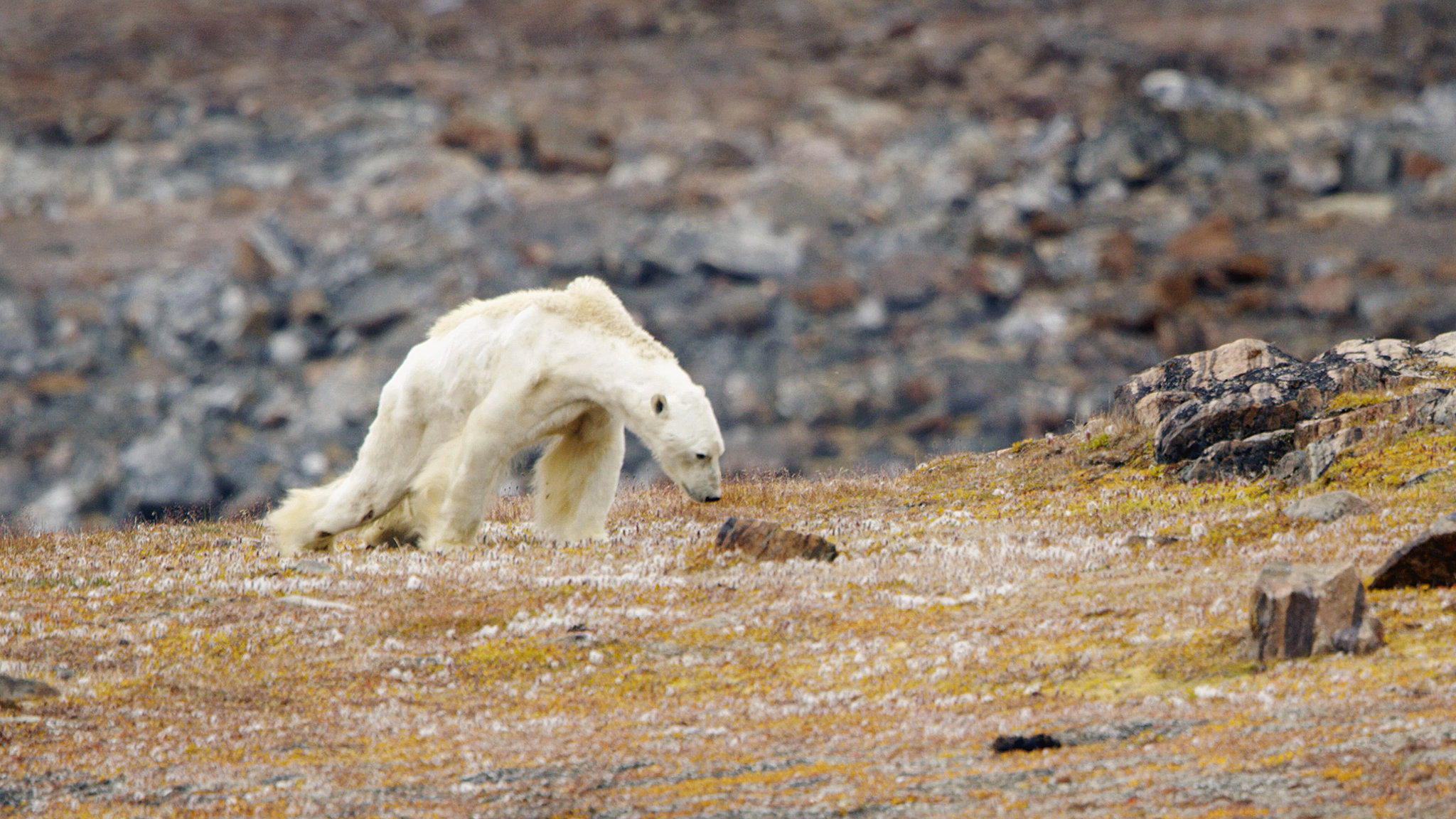 This Polar Bear Cub Is The World’s Loneliest And may die of hunger! Looking For Mother