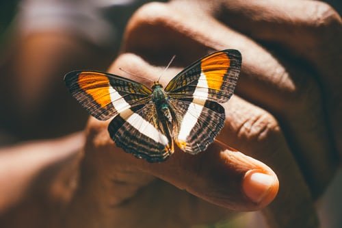Elizabeth took her mother to a butterfly sanctuary | Source: Unsplash
