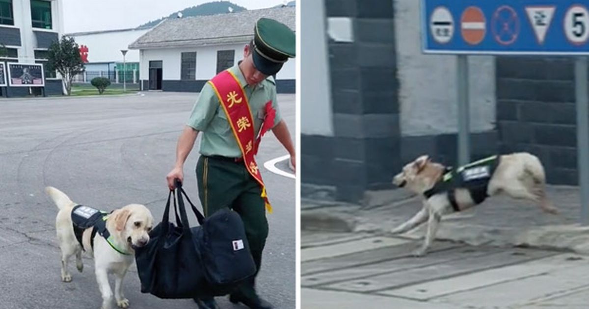 Police dog ‘escapes’ barracks to say final tear-jerking goodbye to retired officer