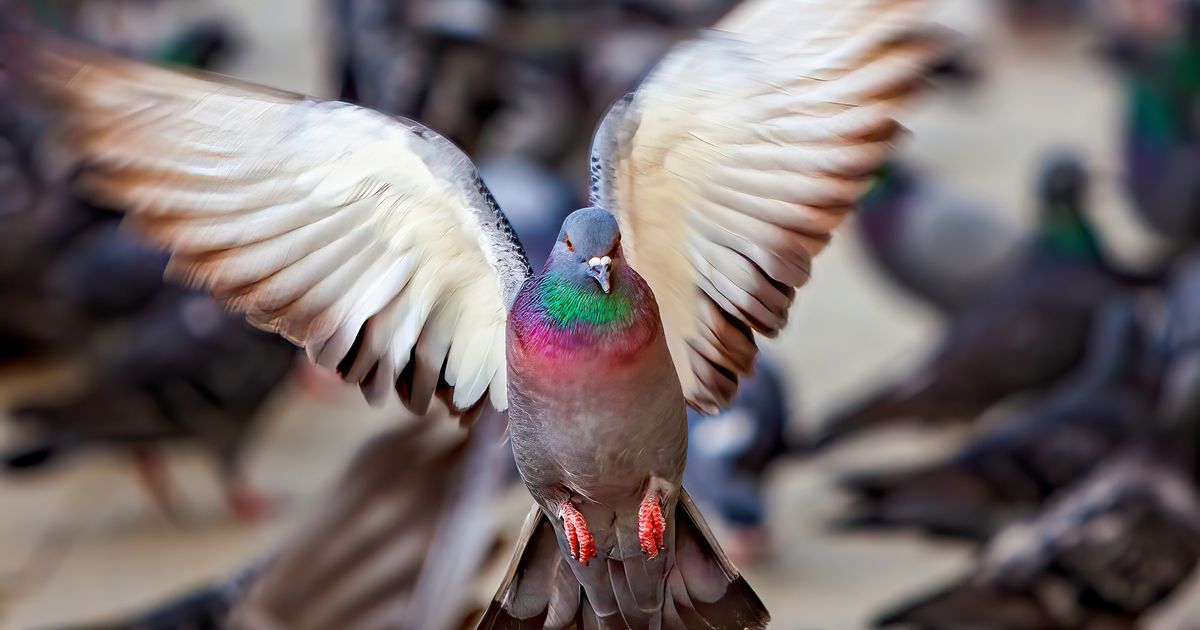 Kamikaze pigeons being trained to stop terror attacks by crashing into drones