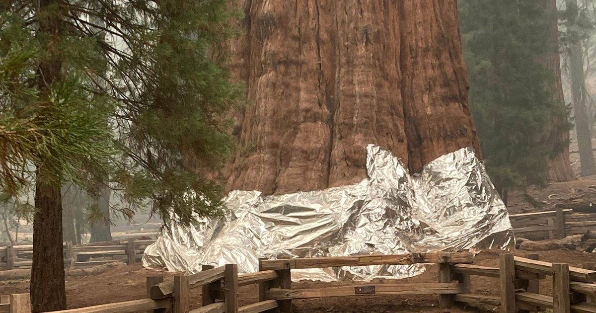 World’s largest tree wrapped in fire-resistant blanket due to wildfire fears