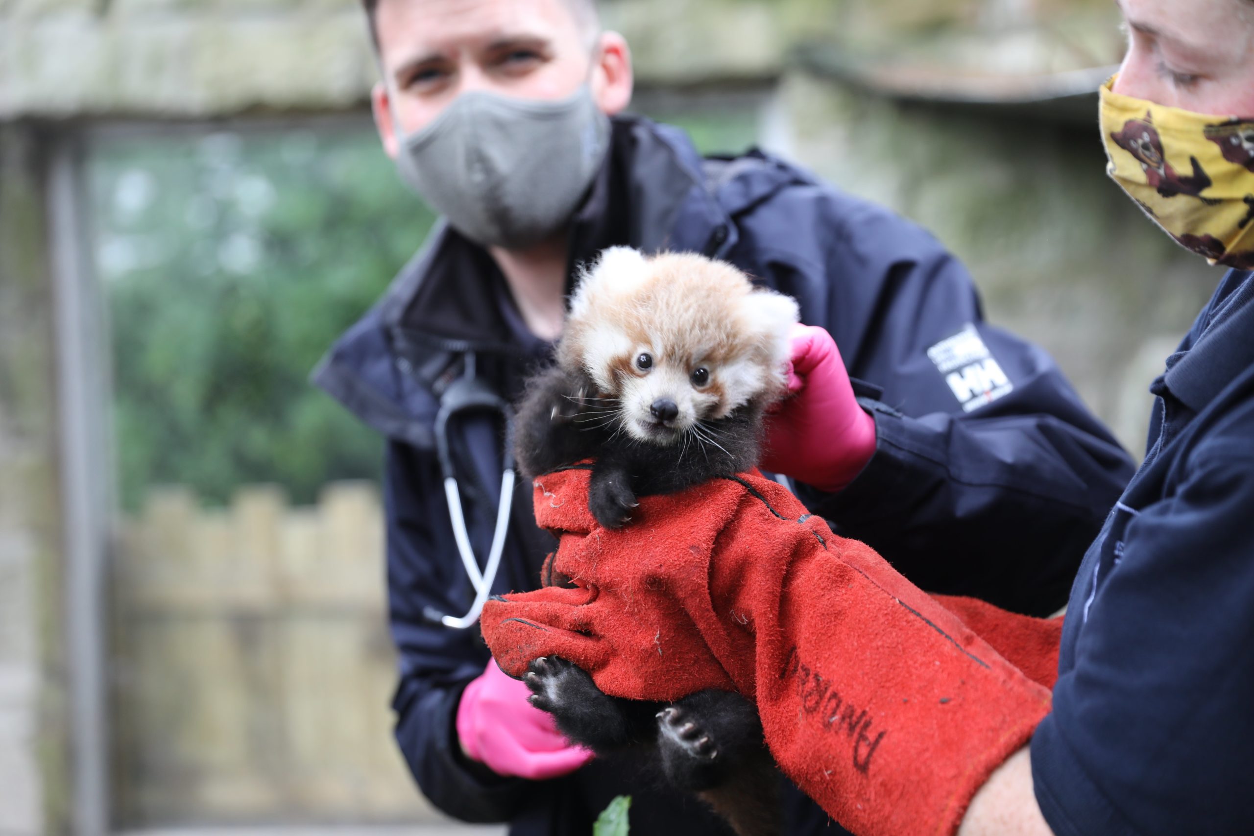 Baby red panda named by zookeepers