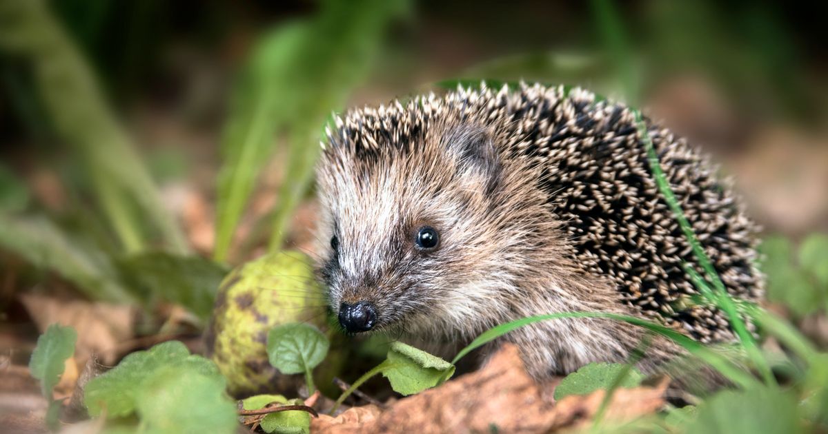 Experts on dangers of encountering hedgehogs on a dog walk – and what you should do
