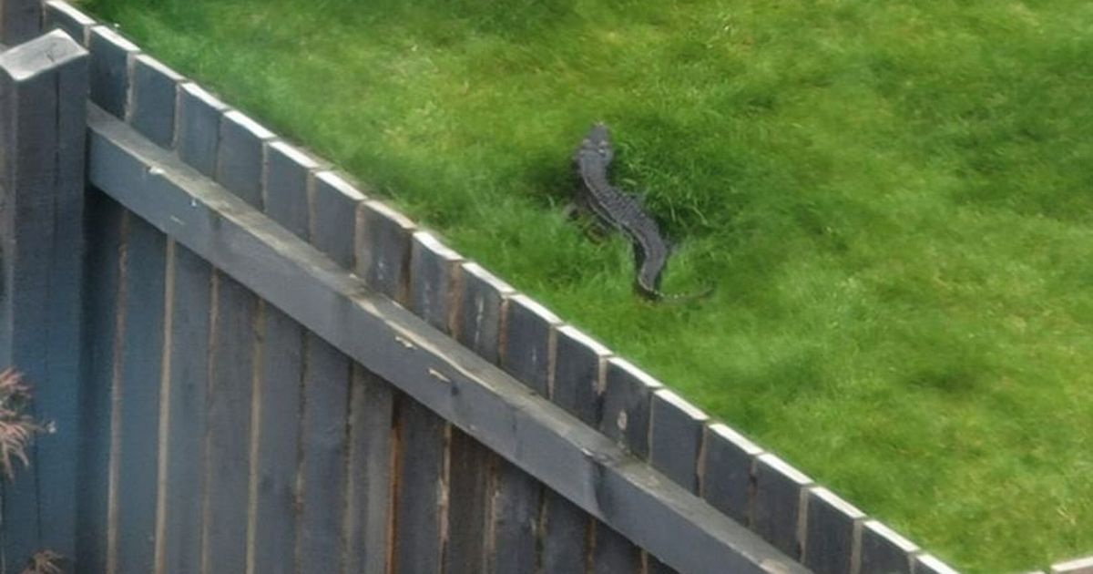 Family stunned as huge 4-foot crocodile spotted on the loose in garden