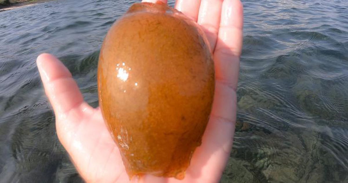 Fisherman find incredibly rare shark egg floating in Atlantic Ocean