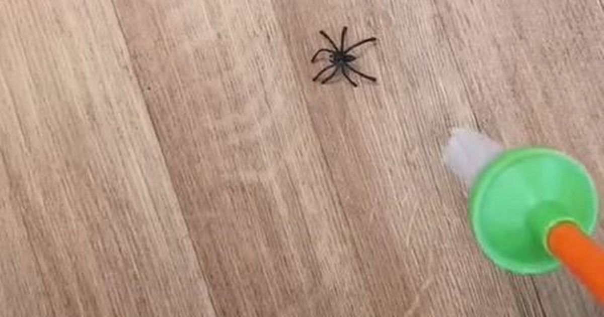 Woman’s £7.99 Aldi hack banishes spiders from your home without killing them