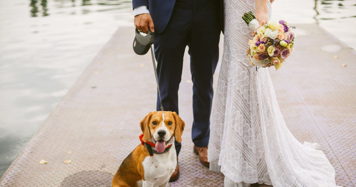 Mum left fuming after brother invites dogs to his wedding – but bans her baby