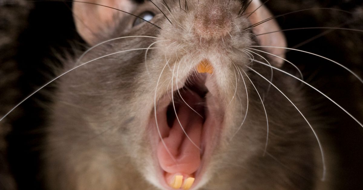 Terrifying rats ‘as big as cats’ invading homes through toilets