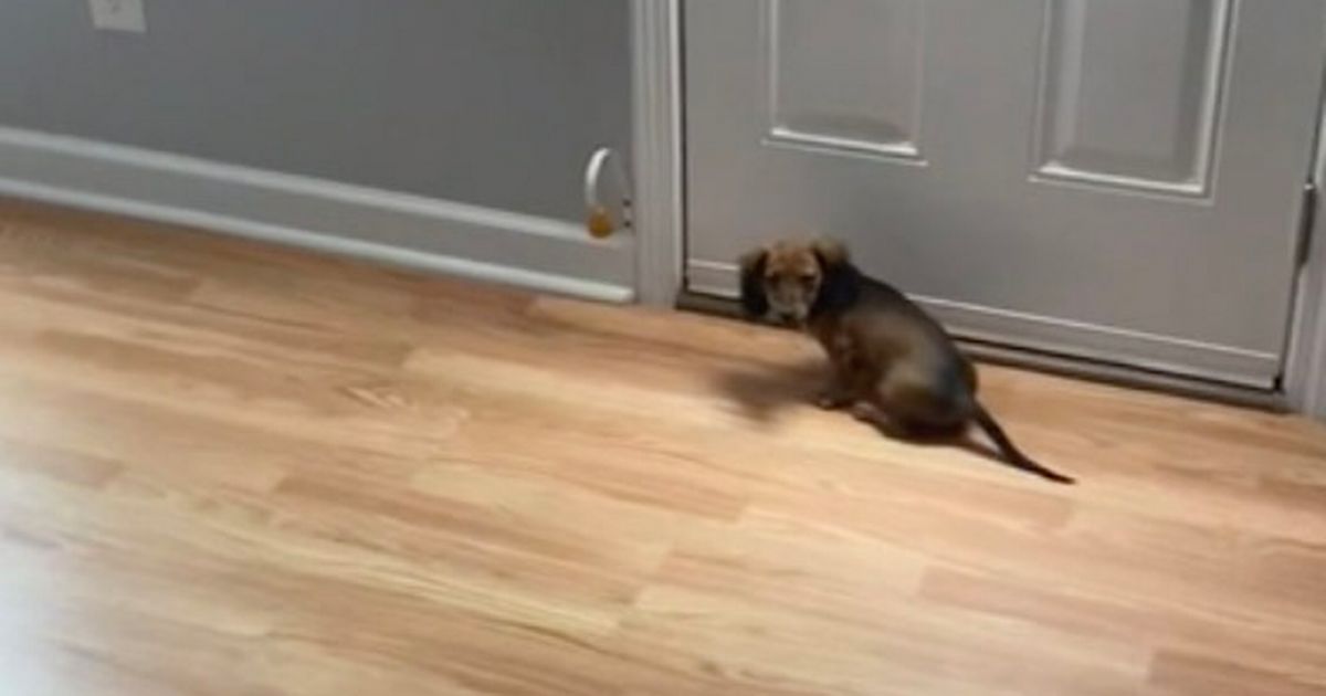 Dachshund puppy’s daily routine of ringing bell to go to loo is ridiculously cute