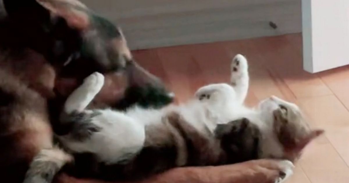 German shepherd’s gentle reaction to cat wanting a cuddle melts hearts