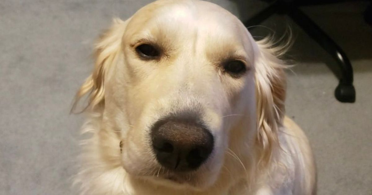 Golden retriever ‘snorts like a pig’ every time she wants to get petted by owner