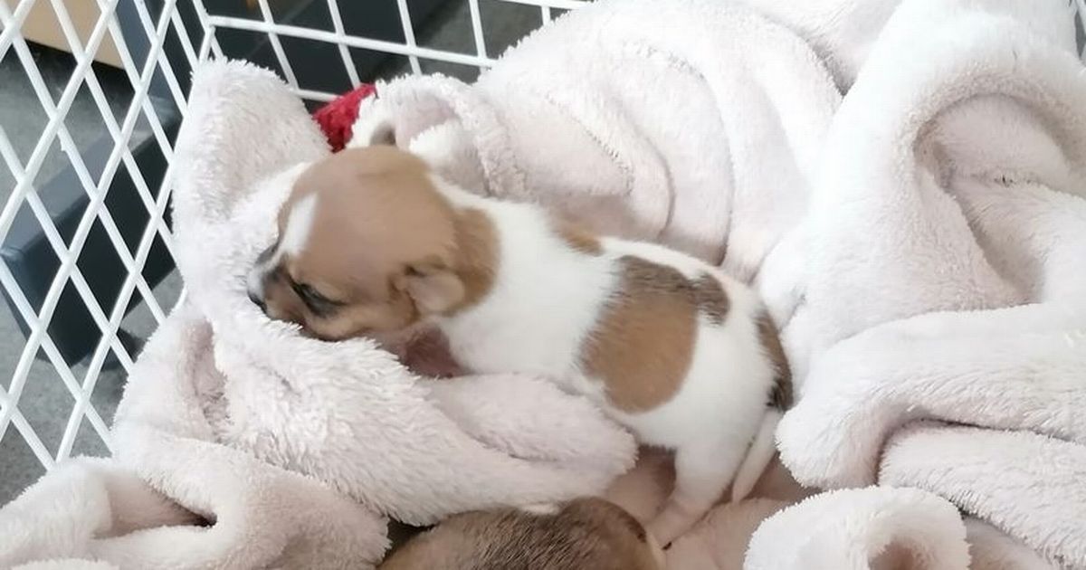 Abandoned puppies so small they weigh same as an apple dumped in box