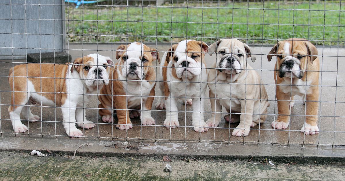 Top Tory MP accuses “thumb twiddling” ministers over puppy smuggling laws