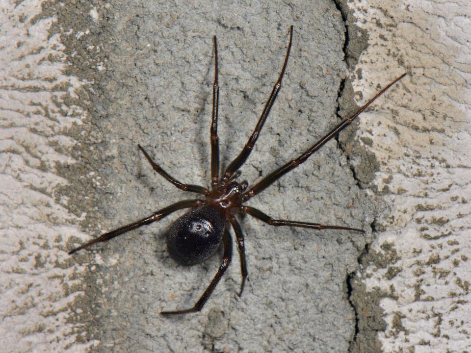 The school has been forced to shut after another spider outbreak