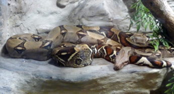 Boa constrictor found Bleeding On Road amid Village Using snake dumping ground!