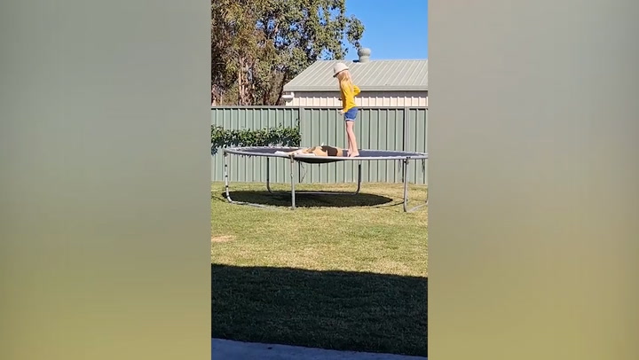 Chilled out bulldog's trampoline antics branded 'most wholesome thing on the internet' - World News