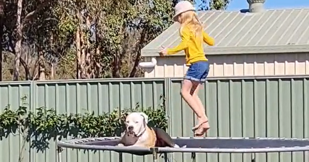 Chilled out bulldog’s trampoline antics branded ‘most wholesome thing on the internet’ – World News