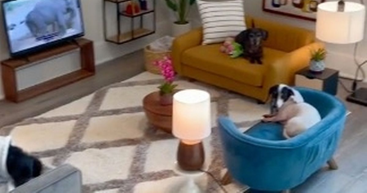Creative owner makes fully furnished living room for dogs with TV, bar cart and sofas