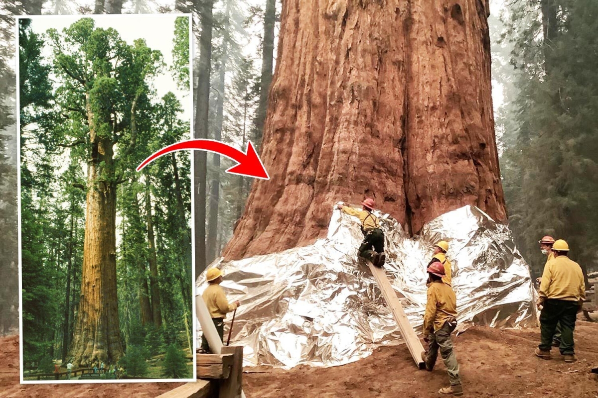 Crews wrap world’s biggest tree in aluminium to protect it from California wildfires