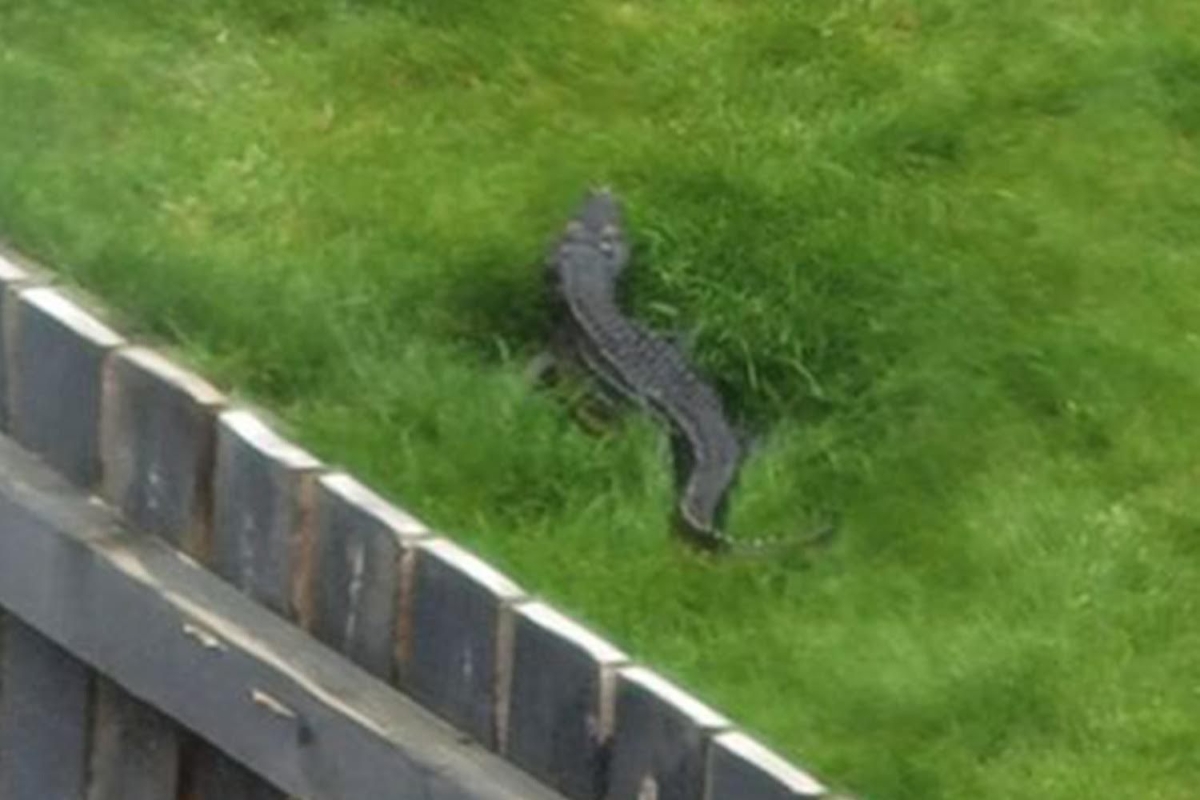 Dad reveals 4ft ‘crocodile’ spotted lurking in back garden in Yorkshire is actually his son’s plastic TOY