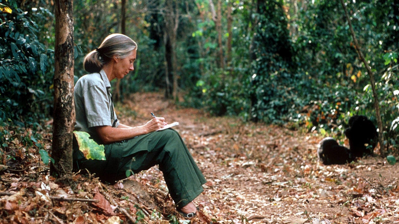 Jane Goodall Joins Initiative to Plant a Trillion Trees by 2030