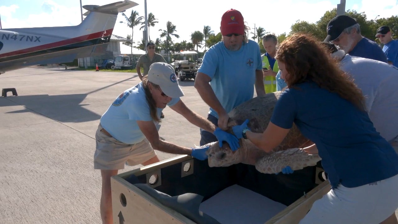 Large Loggerhead Sea Turtle Heads to Texas After Florida Rehabilitation