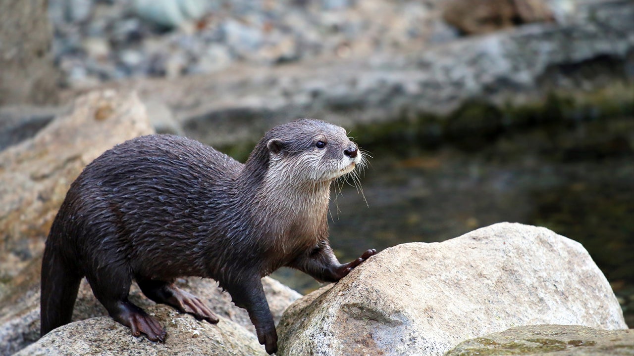 Otters in Alaska Are Attacking Humans and Dogs, and No One Knows Why