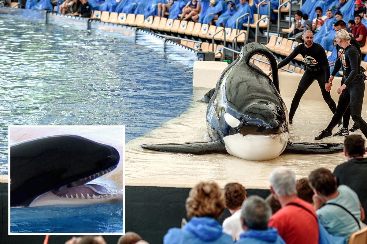 SeaWorld killer whale Skyla died of ‘trauma’ after being ‘ripped’ from her mum and shipped 4,000 miles away