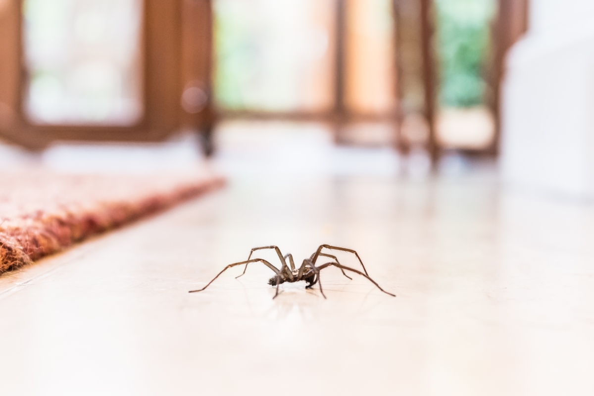Seven plants that will keep spiders out of your house… and they’ll make it smell great too
