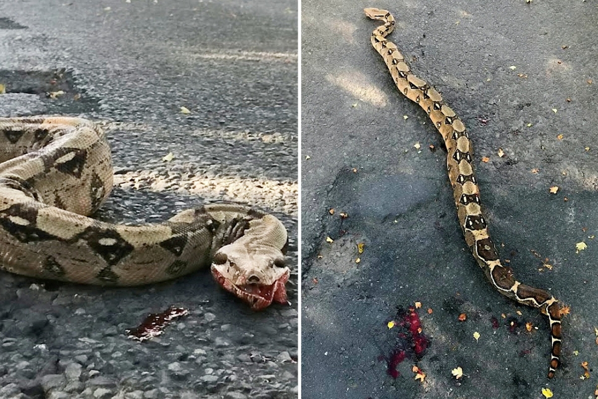 Six foot boa constrictor spotted coughing up blood near quiet village