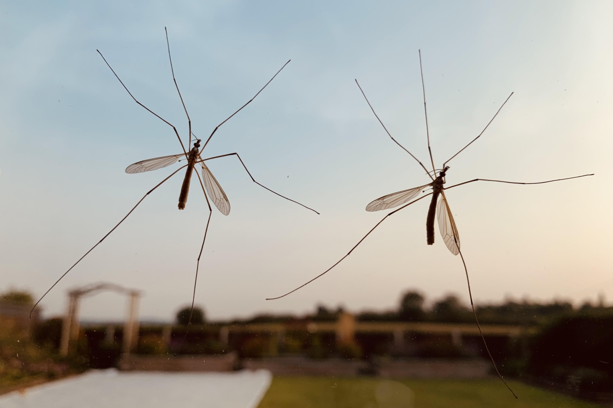 Spider expert explains the one thing you should always do when you see a daddy long legs in your home
