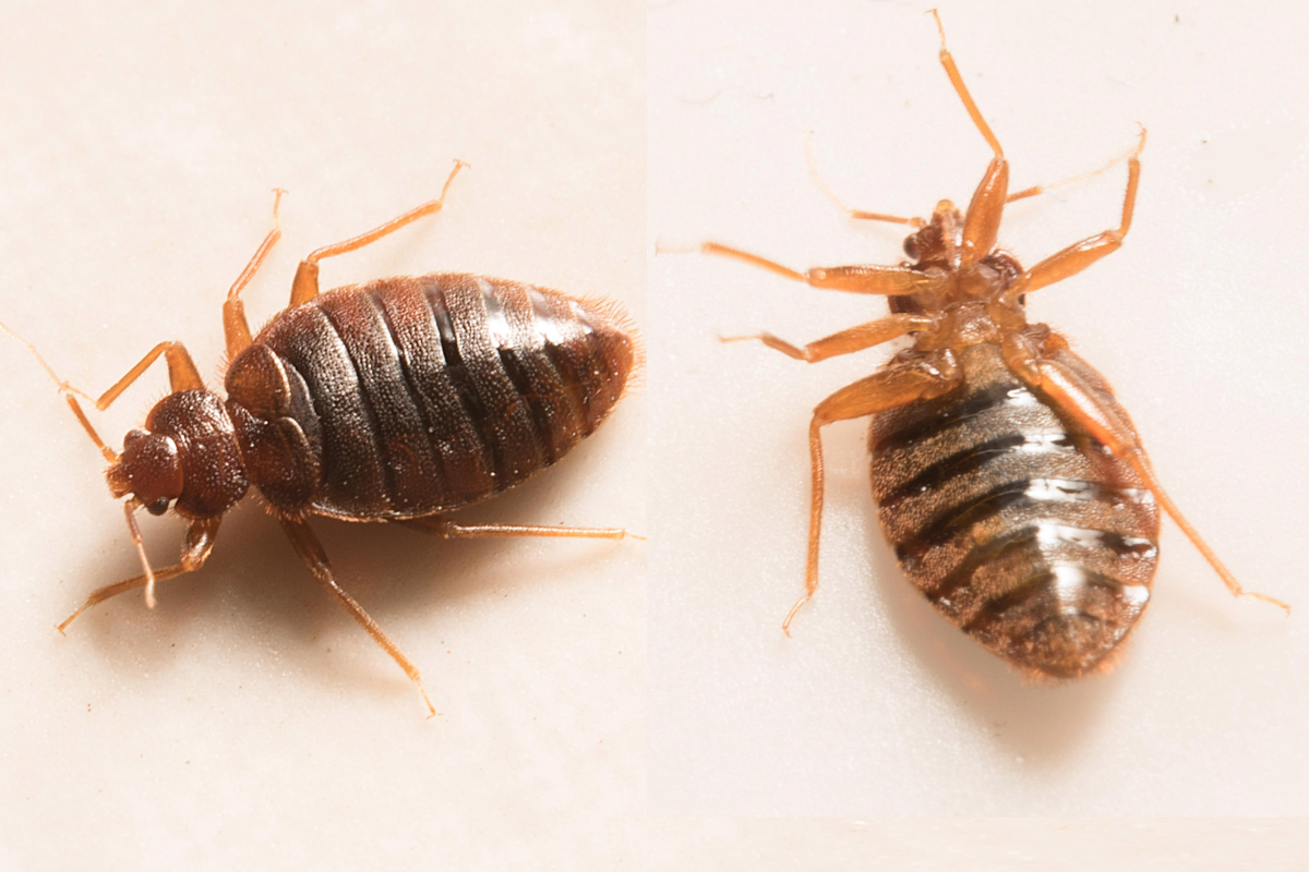 The five signs you’ve got a bed bug infestation – and what to do about it – The US Sun
