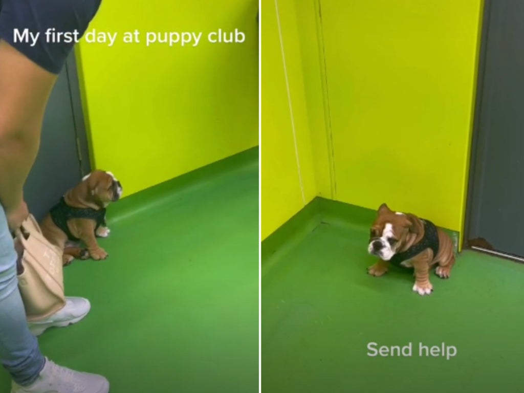 Netizens Show Support For Bulldog That Felt Shy During First Day Of Puppy Club