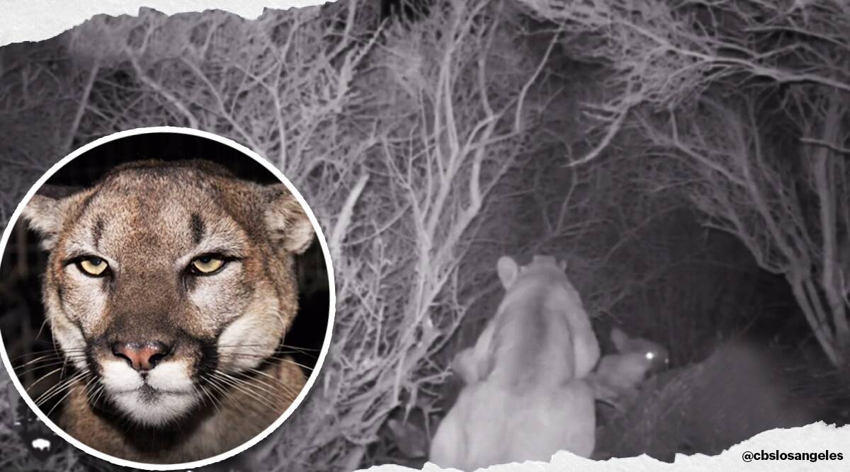 Mother Fights Mountain Lion To Rescue Her 5-Year-Old Child! Viral Story