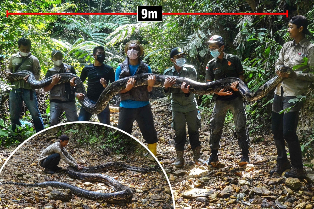Wildlife rangers hold up sedated python, measuring 30ft long and weighing almost 16st