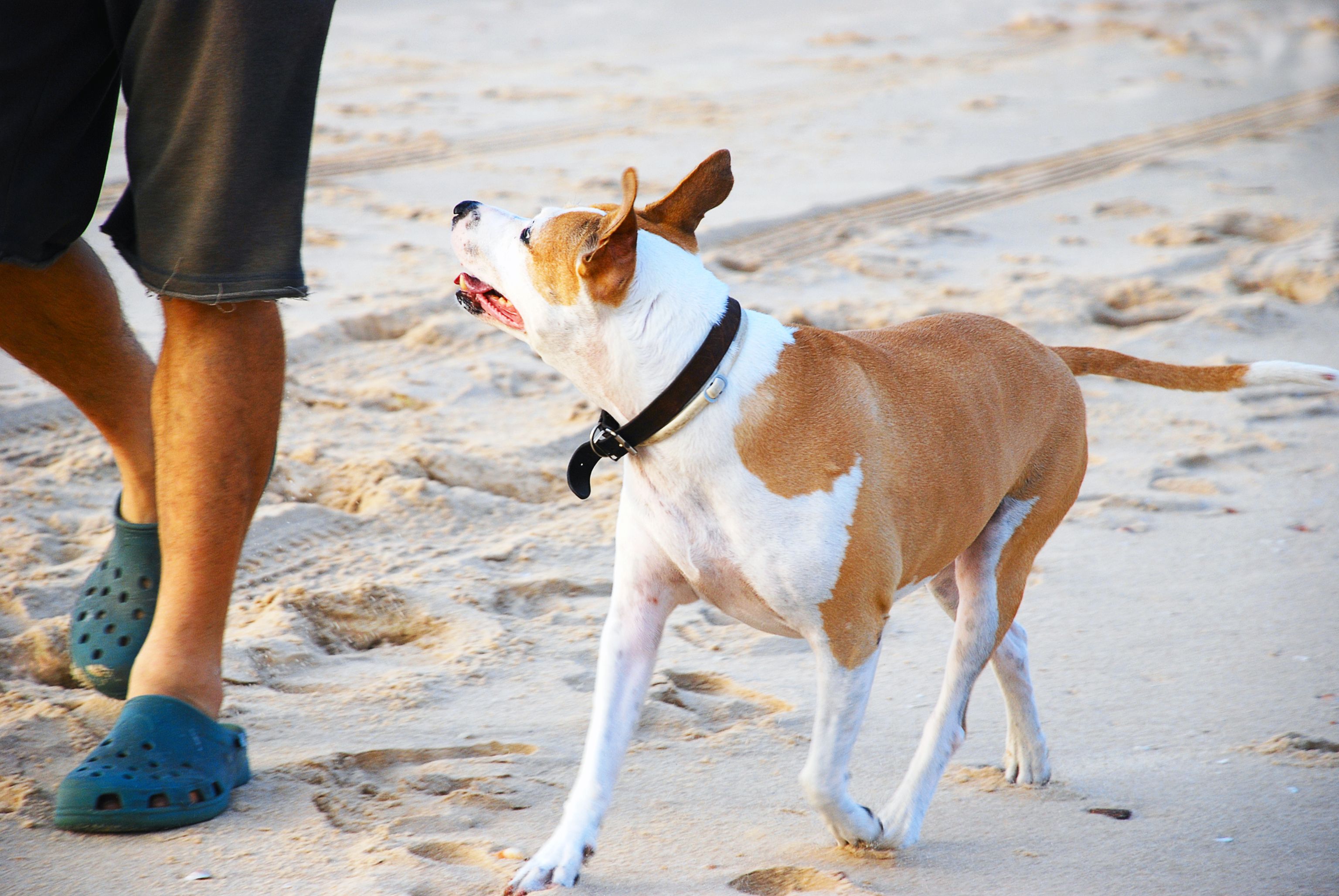 A dog walking next to an individual on the beach. | Source: Shutterstock 