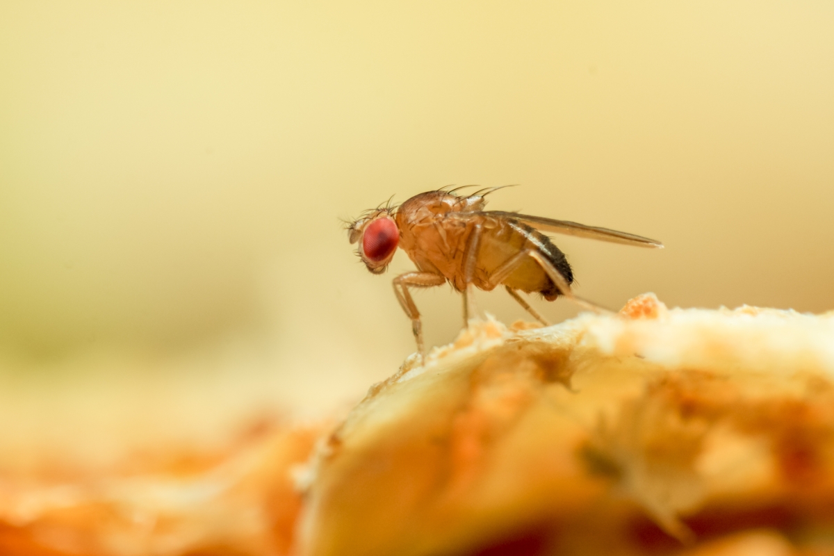 Woman shares her simple hack for getting rid of fruit flies in minute and it will leave your home smelling amazing
