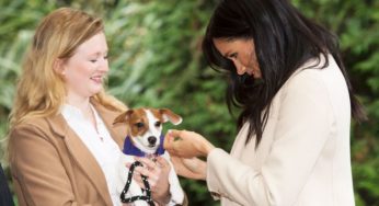 The Duchess of Sussex Meghan Markle’s Love of Dogs Have Made an Ordinary Shelter Dog a Member of the Royal Family