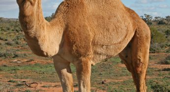 During the lockdown, a circus family buys camels to generate ‘white gold’ milk for £20 per litre