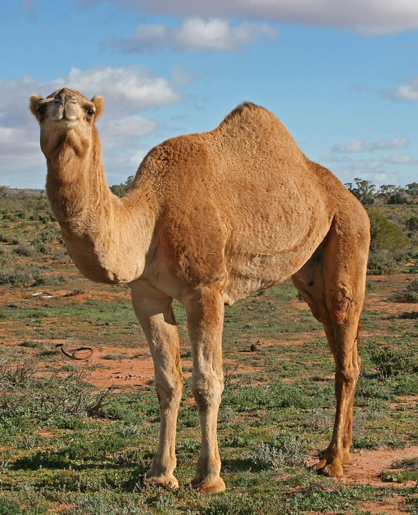 During the lockdown, a circus family buys camels to generate 'white gold' milk for £20 per litre
