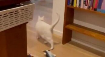 Woman Reveals Shocking Video Of A Cat Predicting An Earthquake