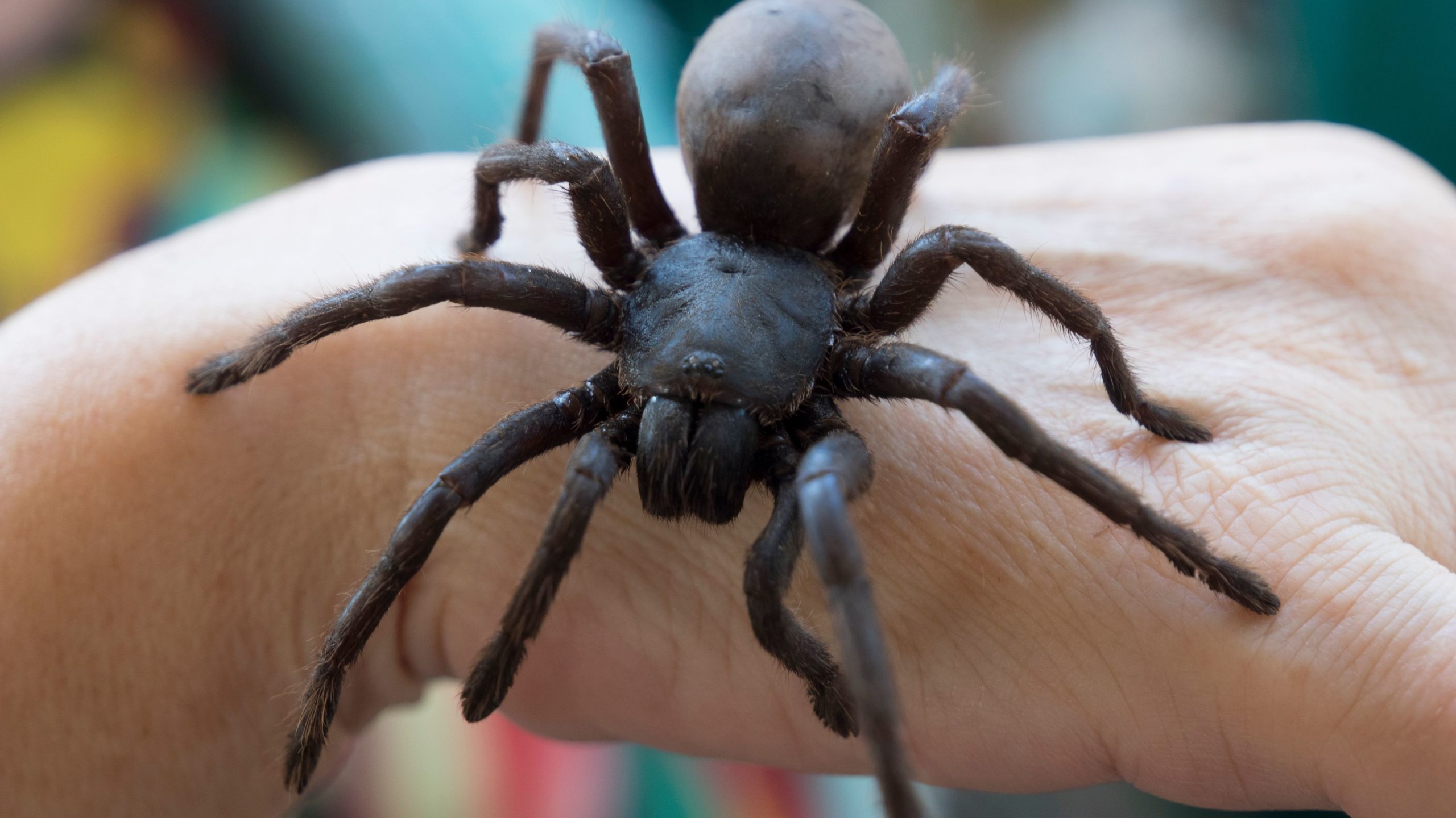 Police arrived When A Woman heard Screaming and Crying about a Huge Spider!