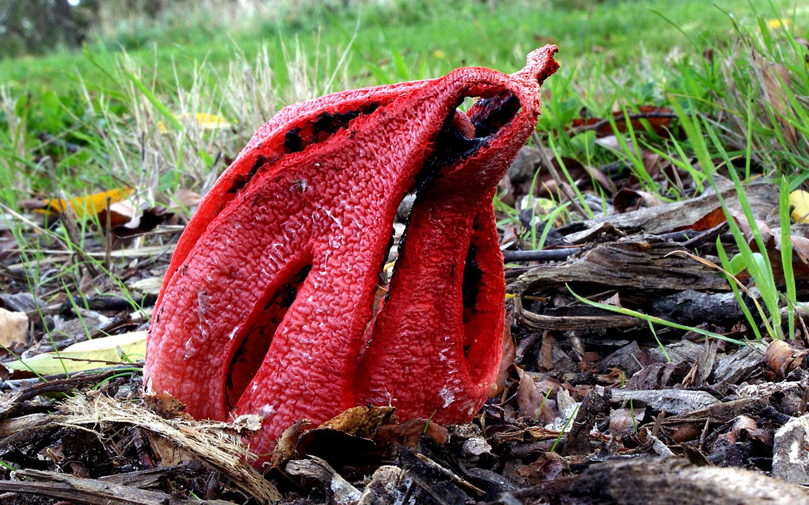 Very Rare Devil’s Fingers fungus with rotting meat stench found in UK City Centre!