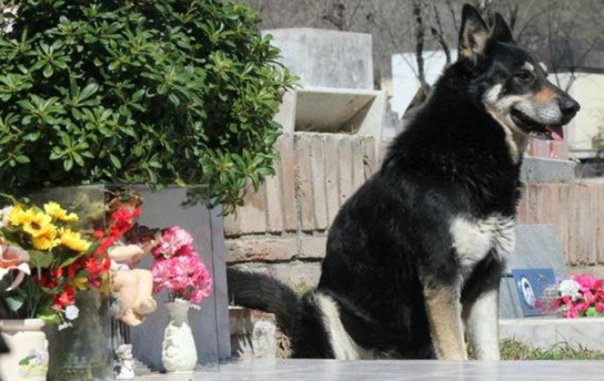 Dog Loyalty in Ecuador Refuses to Leave Owner until the very End!