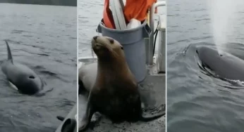 Video Goes Viral After She Kicks A Sea Lion off Her Boat into Orcas Circle and The Viewers Say It’s Brutal